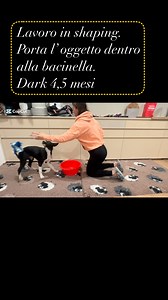 12 reactions | Dark 4,5 mesi. Porta l’ oggetto dentro alla bacinella. Lavoro in shaping #clicker #shaping #dark #bordercollie #puppy #dogtalent | Centro Cinofilo Dog Talent | Facebook