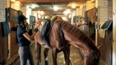 Jockey lady is regulating saddle of a stallion in stables. 4K