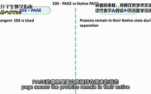 【分子生物学指南】SDS-PAGE与Native-PAGE区别