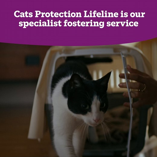 Lifeline (formerly Paws Protect) is Cats Protection’s free and confidential cat fostering service providing a temporary, loving home for cats whose families are fleeing domestic abuse. Find out more at http://spr.ly/Together. Please share this post with friends and family to help us reach more people in need. 🐾 For support and information on domestic abuse contact Refuge’s National Domestic Abuse Helpline 0808 2000 247. | Cats Protection