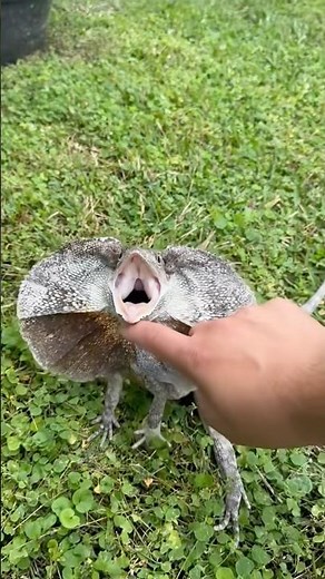 Pet Frilled Dragon!🐉 #frillednecklizard #frilleddragon #lizard #lizards #reptiles #fyp