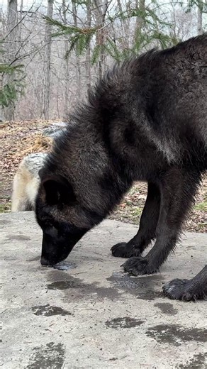 Wolf Conservation Center on Instagram: "Wolves scent roll to pick up and share information about their environment, everything from who’s been nearby to what’s happening in their territory. It may look silly, but it’s an important way wolves communicate and stay connected to their pack. 🐺😅"
