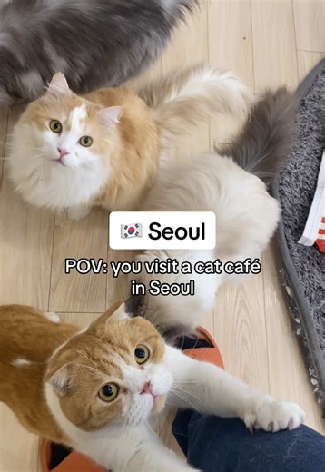 Experiencing a Cat Café Day in Seoul