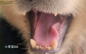 【中字】2022.7.24“嗷呜”可怕吧？福宝和妈妈，爷爷的日常，最后还有等待爷爷开门的咕咕宝