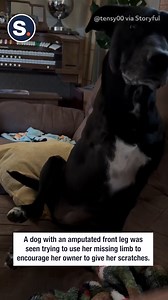 A dog with an amputated front leg was seen trying to use her missing limb to encourage her owner to give her scratches. 🐾 ❤️ | storyful