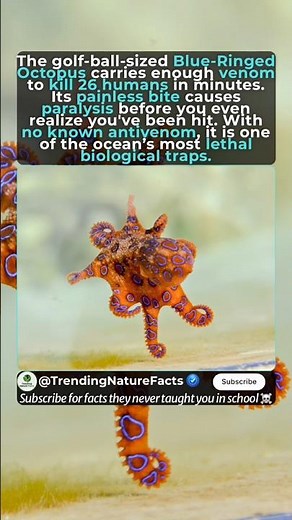 The Deadliest Tiny Predator in the Ocean #blueringedoctopus #octopus