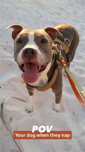 Kiersten + her Rescue Dogs | Who else is subject to the snores of a dog who relaxes all day?😴 @bullyboyszb Out of all three of my dogs, I think Zeke snores the... | Instagram