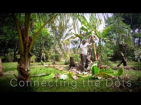 Turning our Orchard into an Agroforest