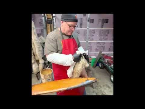 Badger finishing. One of the most difficult animals to flesh for any trapper.