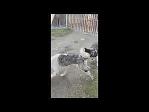 American Akitas Full Dominance Play – 1-Year-Old Male vs 3-Year-Old Female