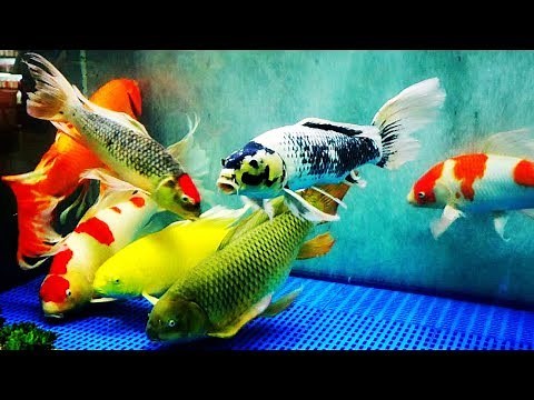 臺灣觀賞魚-錦鯉魚之美(超大品種) Koi . コイ