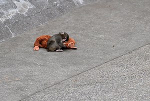 Why Has Punch, an Adorable Baby Monkey, Struggled to Fit in With His Troop? Scientists Explain the Lives of Japanese Macaques