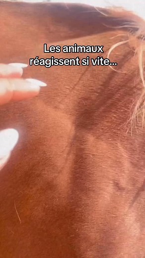 Parce qu’ils ne mentent pas. Parce qu’ils sentent tout. Parce que leur cœur est directement connecté à leur énergie. Le Reiki animalier transforme : le calme, la respiration, l’anxiété, les traumatismes, et même la relation humain-animal. C’est l’un des piliers de mon travail depuis plus de 10 ans. Et c’est pour ça que je forme aujourd’hui à cette pratique. 🌿 Formation Reiki Animalier → bientôt ouverte 🌿 Séances Cheval Médecine™ 🌿 Séances énergétiques pour animaux → Infos & préinscriptions : 