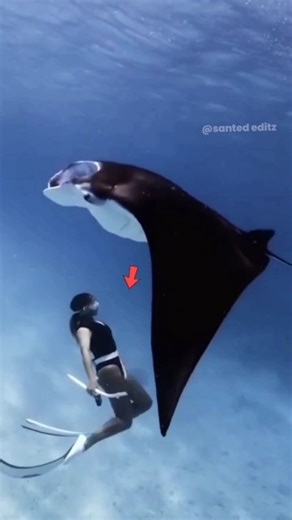 The_real_reason_why_stingrays_are_hard_to_catch #stingray #trending #seafacts