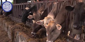 Support education and local farmers with the Oregon Dairy Council’s Adopt A Cow program