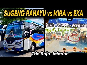 AKSI VIRAL !! BALAPAN 3 BUS JAWATIMURAN 🔥 SUGENG RAHAYU vs MIRA vs EKA Trip Report Bus SUGENG RAHAYU