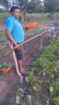 Estruturando a organização de produção de cultivo de alimentos orgânico...🙏🏻🤝