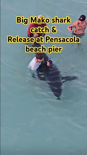 Huge Mako Shark Caught & Released at Pensacola Beach Pier!