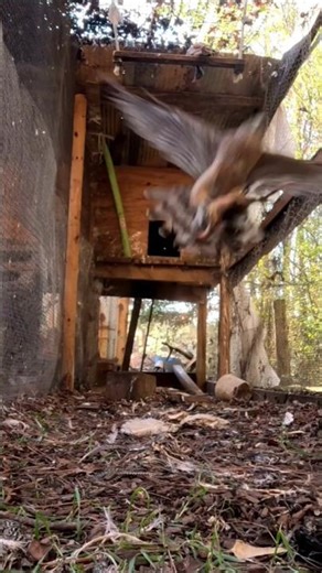 Hawk With BobWhite locked in Talent !