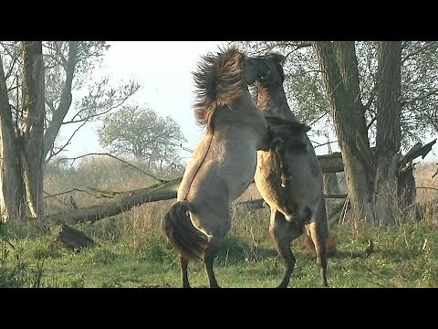 Impressive and Powerful Wild Fighting Horses