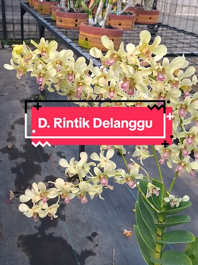 Dendrobium Burana Jade Care Tips