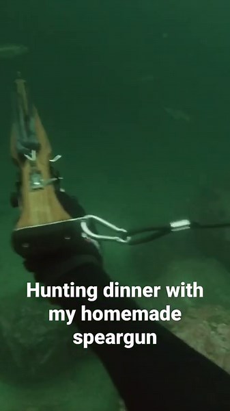 Spearfishing pollock in the murky waters of Norway #spearfishing #freediving #fishing #fish