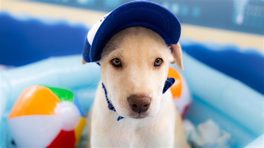 San Diego Humane Society puppies