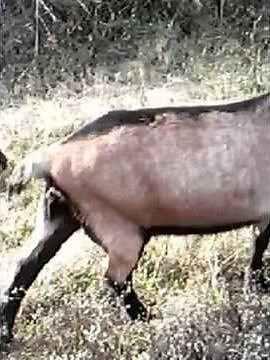 Pig nursing jersey cow!