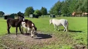 27M views · 87K reactions | When you haven’t seen your bestie for a whole day!  #WonkyandSage #Bromance | White Post Farm | Facebook