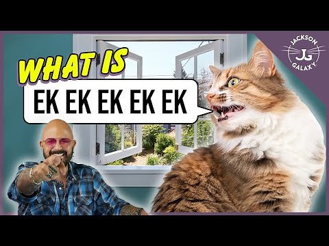 Cat Daddy Dictionary: What is Cat Chattering?