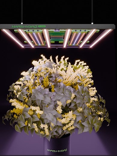 Best Schedule for ADlite LED Grow Lights