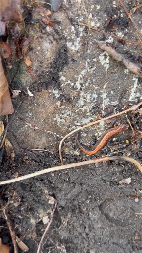 First red-backed Salamander of the year!