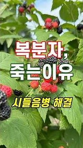 Why Bokbunja Trees Die After 2-3 Years (How to Fix Wilt Disease)