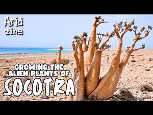 The alien plants of Socotra: a growing journey into weirdness and wonder