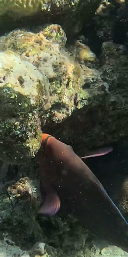 Red Parrotfish Turns Coral Into Sand 🐟🏖️🪨