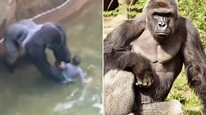 Harambe the Gorilla | Know Your Meme