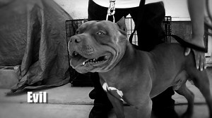 American Bully Kennel - Offroad Kennels