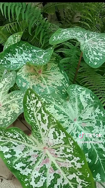 Plant Heaven on TikTok