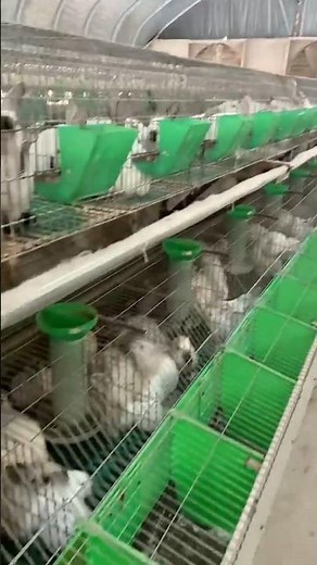 Inside a Modern Rabbit Farm: Efficient & Ethical Meat/Fur Production 👀