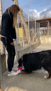 7.8K views · 1.1K reactions | Silvestro  Australian sheperd...