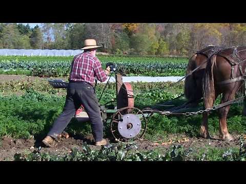 How to Harvest Carrots with a Draft Horse Powered Root Lifter