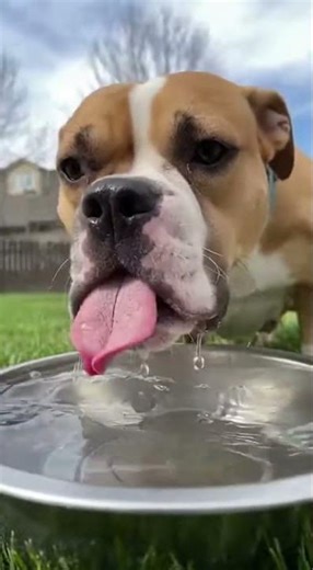 Dog Drank Water and Tried to Bark! 🤣 #dog #dogfails #funnydogs #water #slowmotion #viral #omg