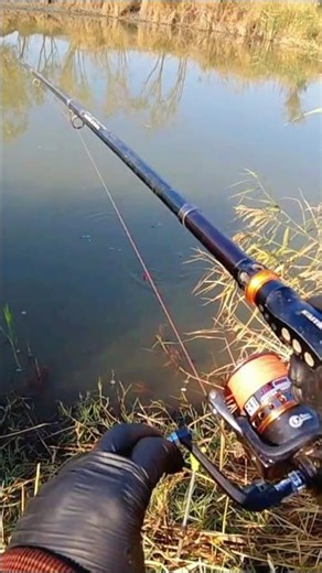 MULLET AND CHICKEN FISHING! 🐟 Float Fishing Techniques