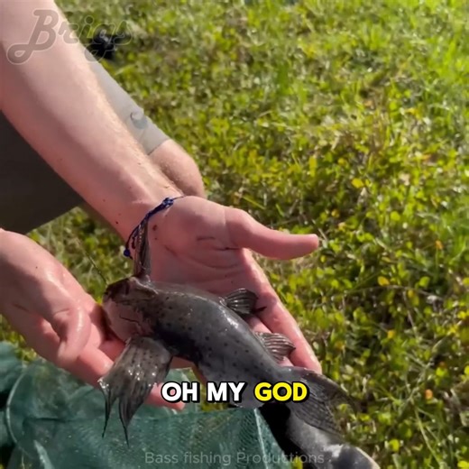 270K views · 5.1K reactions | Highlights - I used my monster 16-foot fish trap in a new abandoned mud pond and was shocked by the amazing catch! It’s definitely the best haul from the ponds yet. | Brigs Fishing Team | Facebook