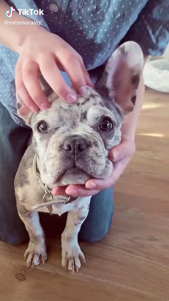 Training a French Bulldog Puppy: Tips and Tricks