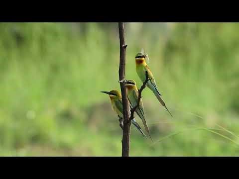 Blue Tailed Bee Eater (Merops philippinus) - Bird Videos