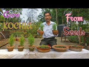 GROW KOCHIA THIS SUMMER // How to grow KOCHIA from Seeds.