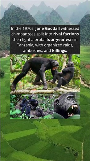 The Gombe Chimpanzee War When Chimps Fought Like Humans 🐒⚔️