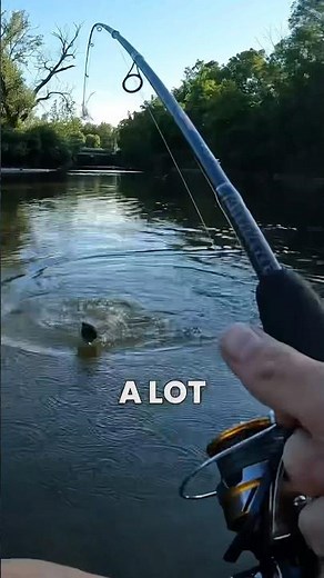 Catching Bass - Thames River, London Ontario