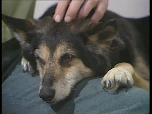 #OnThisDay 1977: Petra, the original Blue Peter dog (or so they had us believe) retired. For being a good dog for 15 years, she got a tribute montage. | BBC Archive